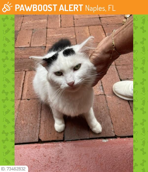 Found/Stray Unknown Cat last seen Falling Waters, Davis Blvd, Naples, FL 34102