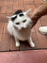 Found/Stray Unknown Cat last seen Falling Waters, Davis Blvd, Naples, FL 34102