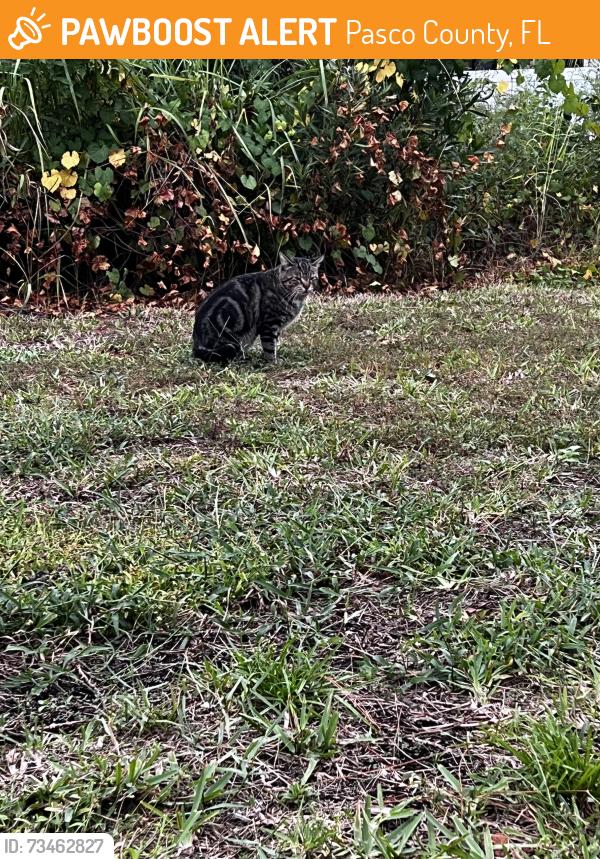 Found/Stray Unknown Cat last seen Alder Avenue at Alexan Grove apmts next to B&B Theares, Pasco County, FL 33544