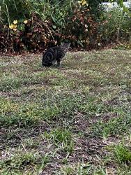 Found/Stray Unknown Cat last seen Alder Avenue at Alexan Grove apmts next to B&B Theares, Pasco County, FL 33544