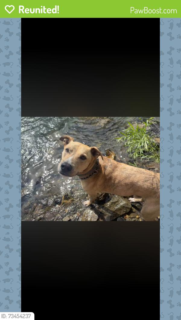 Reunited Male Dog last seen Fox Hollow/ Susie hole, Pequea, PA 17565