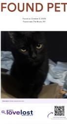 Found/Stray Male Cat last seen ferry point park, The Bronx, NY 10465