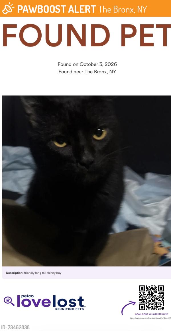 Found/Stray Male Cat last seen ferry point park, The Bronx, NY 10465