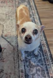 Reunited Male Dog last seen Near Gunderson middle school, Las Vegas, NV 89178