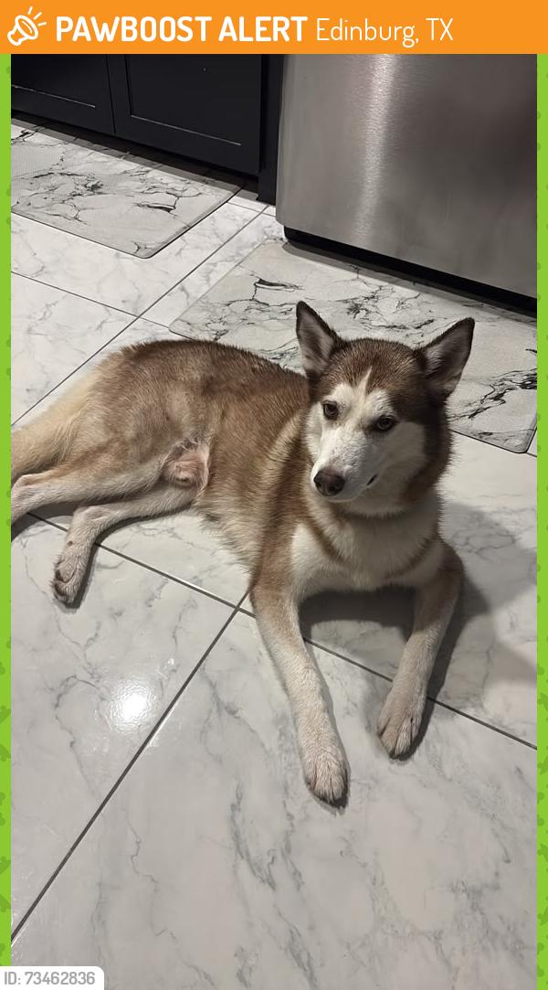 Found/Stray Male Dog last seen Atwood Village, Edinburg TX, Edinburg, TX 78541