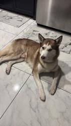 Found/Stray Male Dog last seen Atwood Village, Edinburg TX, Edinburg, TX 78541