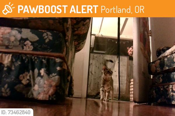 Found/Stray Male Cat last seen Going and prescott, Portland, OR 97211