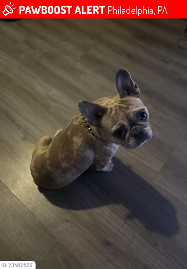 Lost Female Dog last seen N13th st and Glenwood ave, Philadelphia, PA 19133