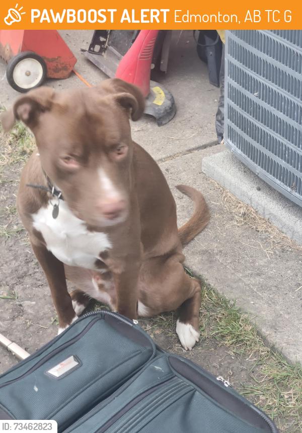 Found/Stray Male Dog last seen Near 78st, Edmonton, AB T5C 1G6