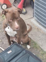 Found/Stray Male Dog last seen Near 78st, Edmonton, AB T5C 1G6