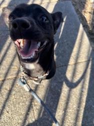 Found/Stray Male Dog last seen 24th foothill, Oakland, CA 94601