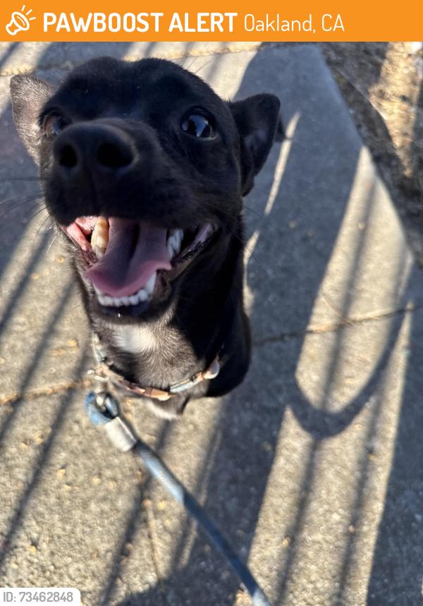 Found/Stray Male Dog last seen 24th foothill, Oakland, CA 94601