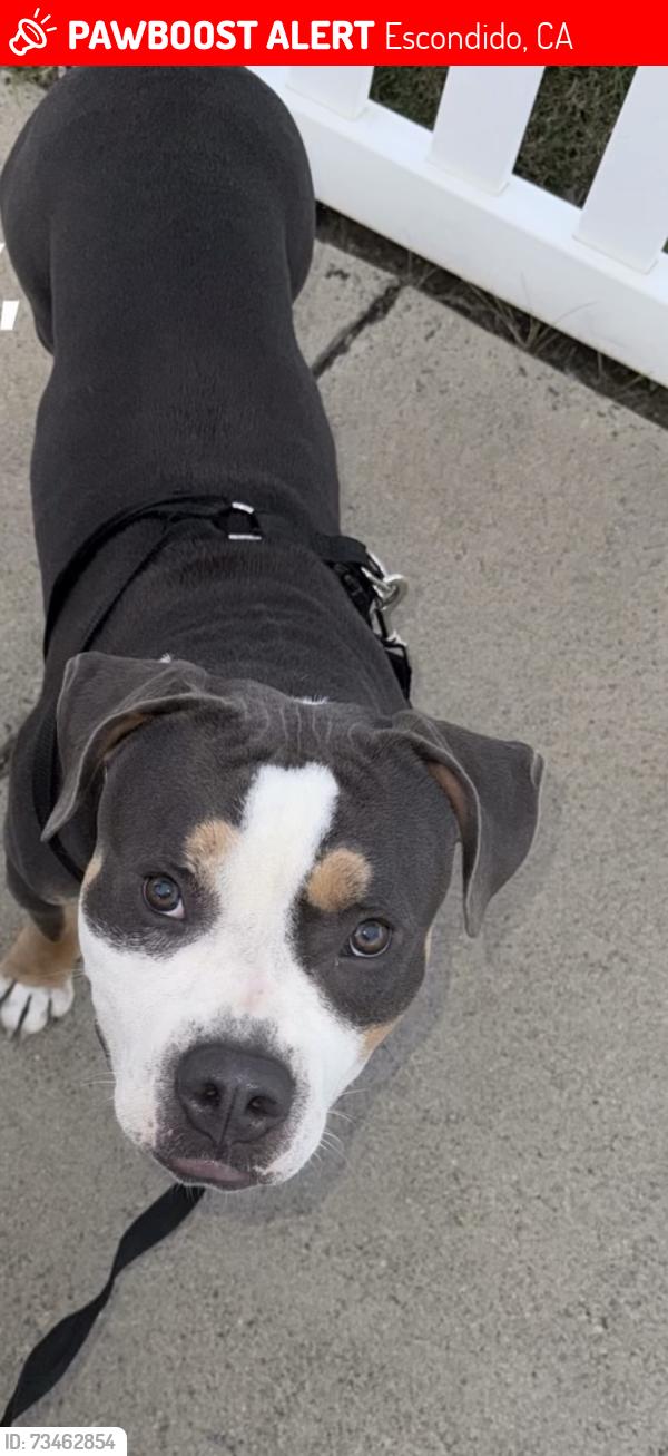Lost Male Dog last seen Oak hill, Escondido, CA 92027