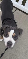 Lost Male Dog last seen Oak hill, Escondido, CA 92027