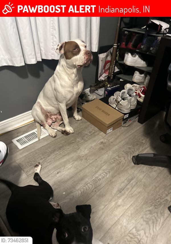 Lost Male Dog last seen W 38th st and Georgetown rd, Indianapolis, IN 46254