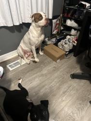 Lost Male Dog last seen W 38th st and Georgetown rd, Indianapolis, IN 46254