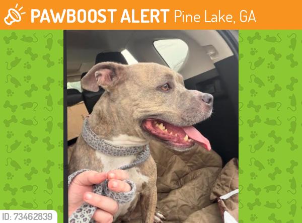 Found/Stray Female Dog last seen Magnolia Drive across the street from Affinitee Appartments-1 block from Rockbridge Rd, Pine Lake, GA 30083