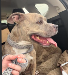 Found/Stray Female Dog last seen Magnolia Drive across the street from Affinitee Appartments-1 block from Rockbridge Rd, Pine Lake, GA 30083