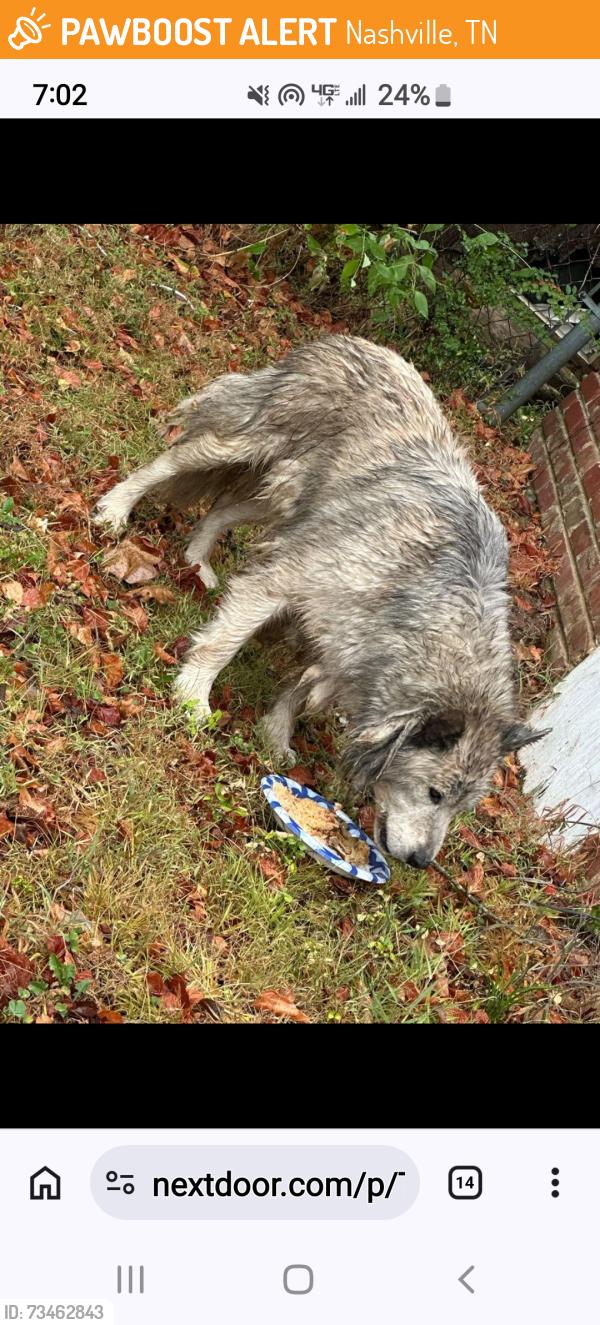 Found/Stray Male Dog last seen Hickory Valley/ View, Nashville, TN 37013