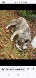 Found/Stray Male Dog last seen Hickory Valley/ View, Nashville, TN 37013