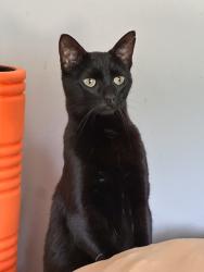 Reunited Female Cat last seen On our street, Oak Point drive, Hamburg, NJ 07419