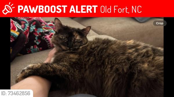 Lost Female Cat last seen Golf Course Road, Old Fort NC, Old Fort, NC 28762