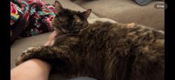 Lost Female Cat last seen Golf Course Road, Old Fort NC, Old Fort, NC 28762