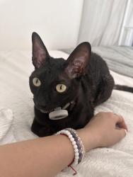 Lost Male Cat last seen 32nd street and shea, Phoenix, AZ 85028