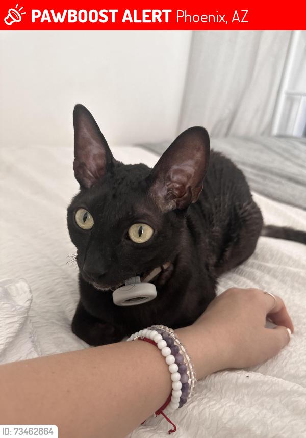Lost Male Cat last seen 32nd street and shea, Phoenix, AZ 85028