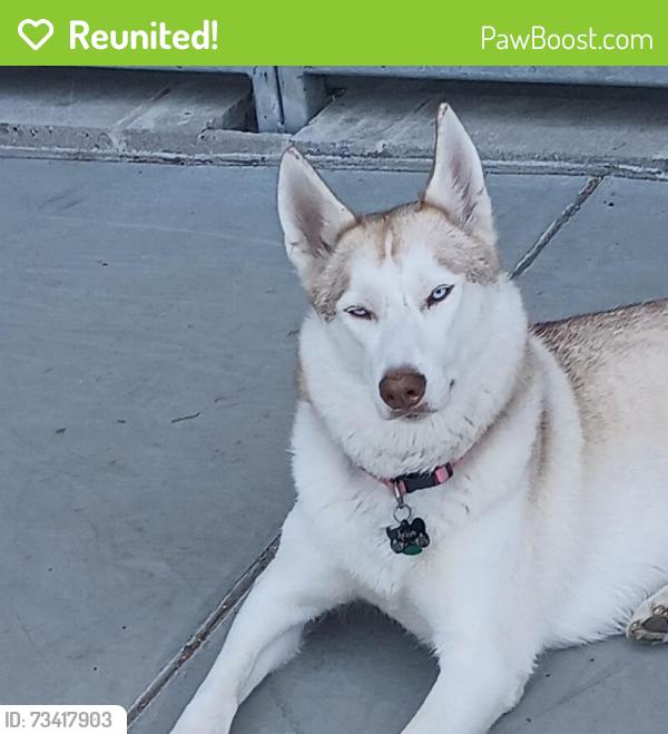 Reunited Male Dog last seen Keyes Ave, San Jose, CA 95112