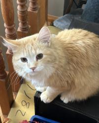Lost Male Cat last seen Cleveland St NW & 178th Ave NW, Elk River, MN 55330