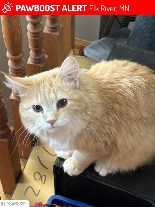 Lost Male Cat last seen Cleveland St NW & 178th Ave NW, Elk River, MN 55330