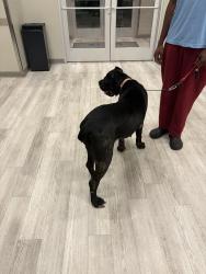 Found/Stray Female Dog last seen Killian Rd, Columbia, SC 29203