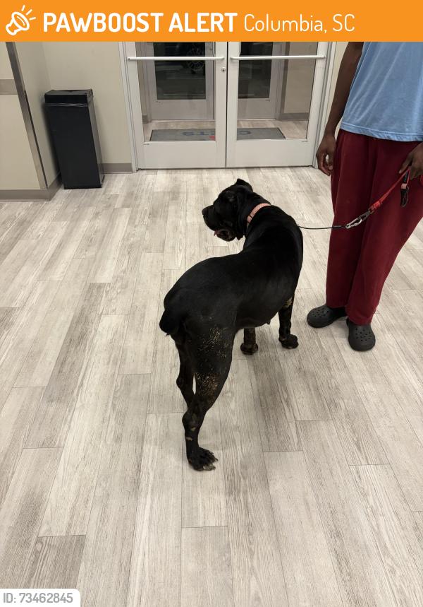 Found/Stray Female Dog last seen Killian Rd, Columbia, SC 29203