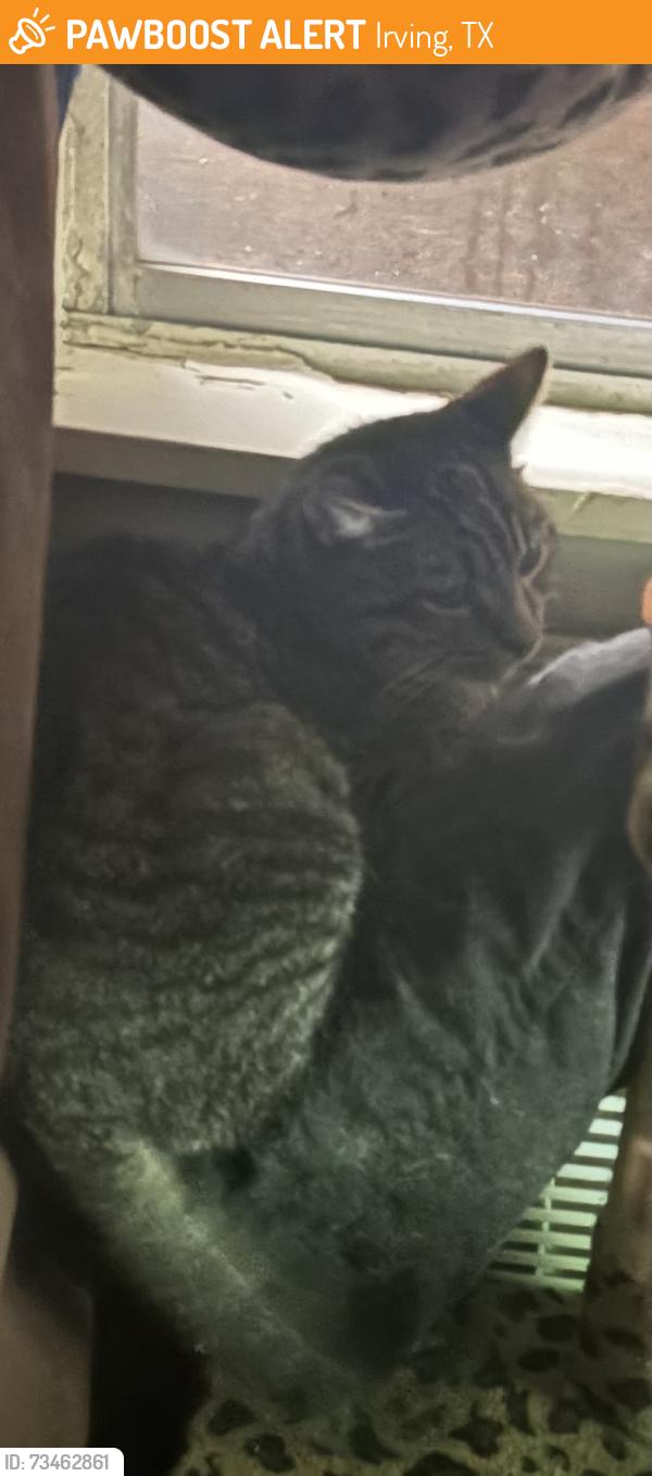 Found/Stray Unknown Cat last seen Carl Rd Irving Heights blvd, Irving, TX 75061