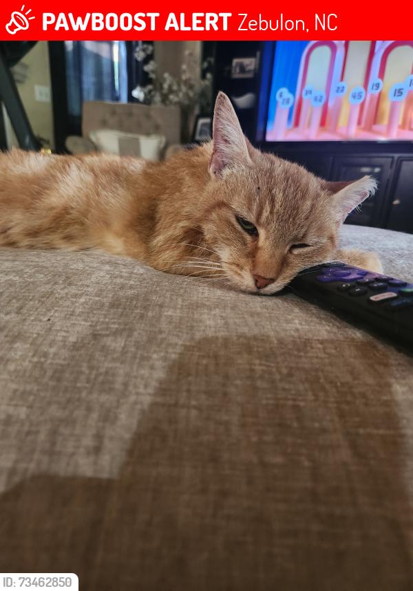 Lost Male Cat last seen Quarry Rd/N Fork Drive, Zebulon, NC 27597