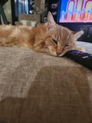 Lost Male Cat last seen Quarry Rd/N Fork Drive, Zebulon, NC 27597