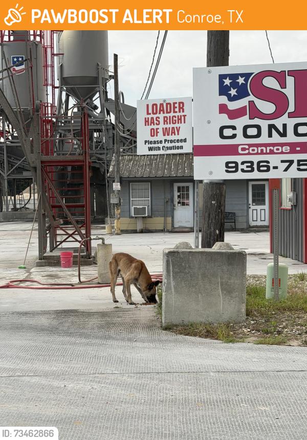 Found/Stray Male Dog last seen Heading towards the forest behind SRM Concrete, Conroe, TX 77304