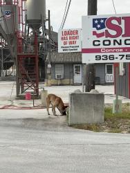 Found/Stray Male Dog last seen Heading towards the forest behind SRM Concrete, Conroe, TX 77304