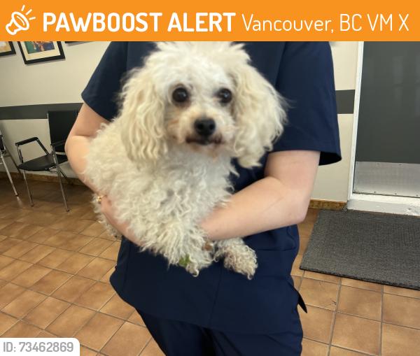 Found/Stray Female Dog last seen Near WEST BOULEVARD, Vancouver, BC V6M 3X1