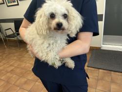 Found/Stray Female Dog last seen Near WEST BOULEVARD, Vancouver, BC V6M 3X1