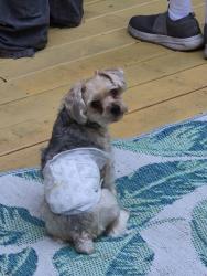 Lost Male Dog last seen Edgewood Avenue and Gray Rd., Indianapolis, IN 46237