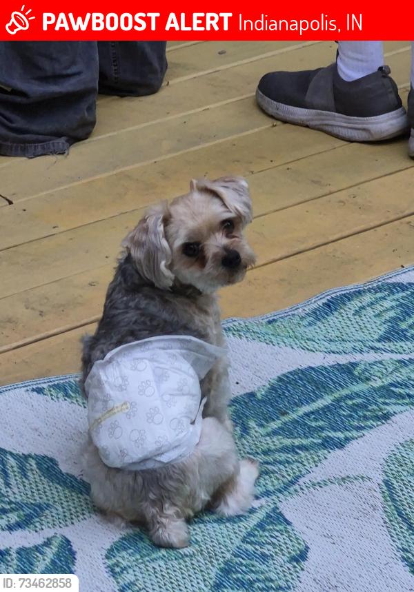 Lost Male Dog last seen Edgewood Avenue and Gray Rd., Indianapolis, IN 46237