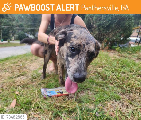 Found/Stray Unknown Dog last seen Sherlock/Dorris, Panthersville, GA 30034