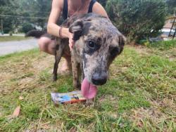 Found/Stray Unknown Dog last seen Sherlock/Dorris, Panthersville, GA 30034