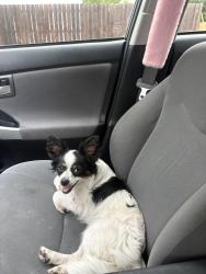 Found/Stray Male Dog last seen Colcord Ave, Waco, TX 76707