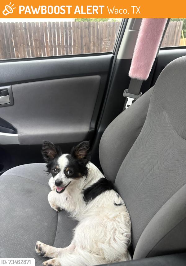 Found/Stray Male Dog last seen Colcord Ave, Waco, TX 76707