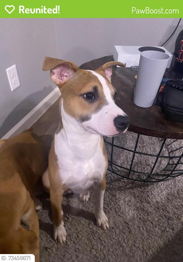 Reunited Female Dog last seen Kewanee st, Houston, TX 77051
