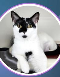 Reunited Female Cat last seen Pridmore Hollow / Crab Creek Rd, Henderson County, NC 28739