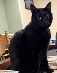 Lost Male Cat last seen Wester and Bristol, Grand Rapids, MI 49504